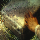 Bernard Gast - Incidences du secret de filiation paternelle sur la vie et l'oeuvre - Edition GI (épuisé)